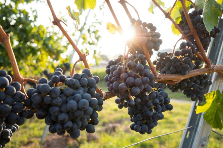 UK Vineyards 2026 Feat